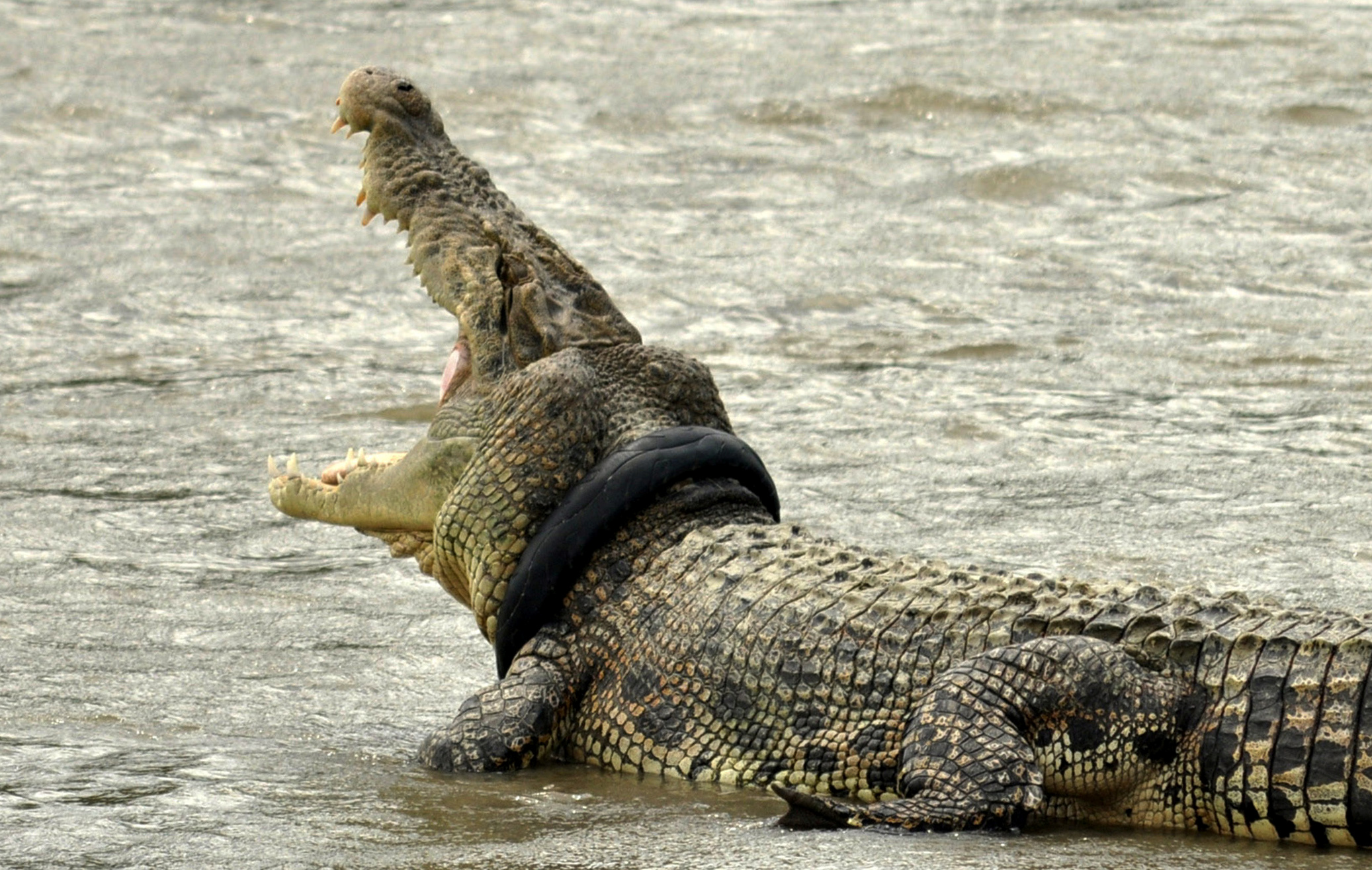 Indonesian villagers kill nearly crocodiles