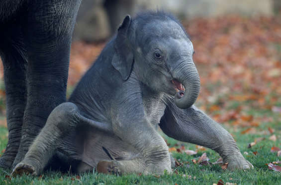 A newly born Asian elephant tries to stand up at the zoo in Prague, Czech Republic, Wednesday, Nov. 2, 2016. The male calf was born on Oct. 5, 2016. It has yet to be named. (AP Photo/Petr David Josek)