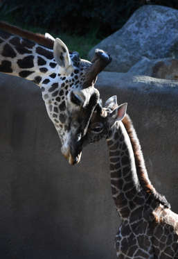 A recently born and unnamed baby female Masai giraffe calf bonds with her father named Phillip at the Los Angeles zoo in California on November 22, 2016. The calf which is now two weeks old was 130 pounds and just under six feet tall at birth. The Masai giraffes are the largest of the nine subspecies of African giraffes