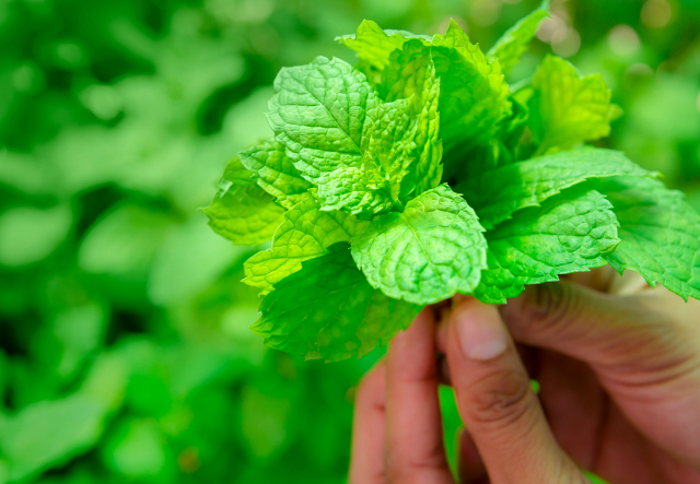 these herbs fight depression