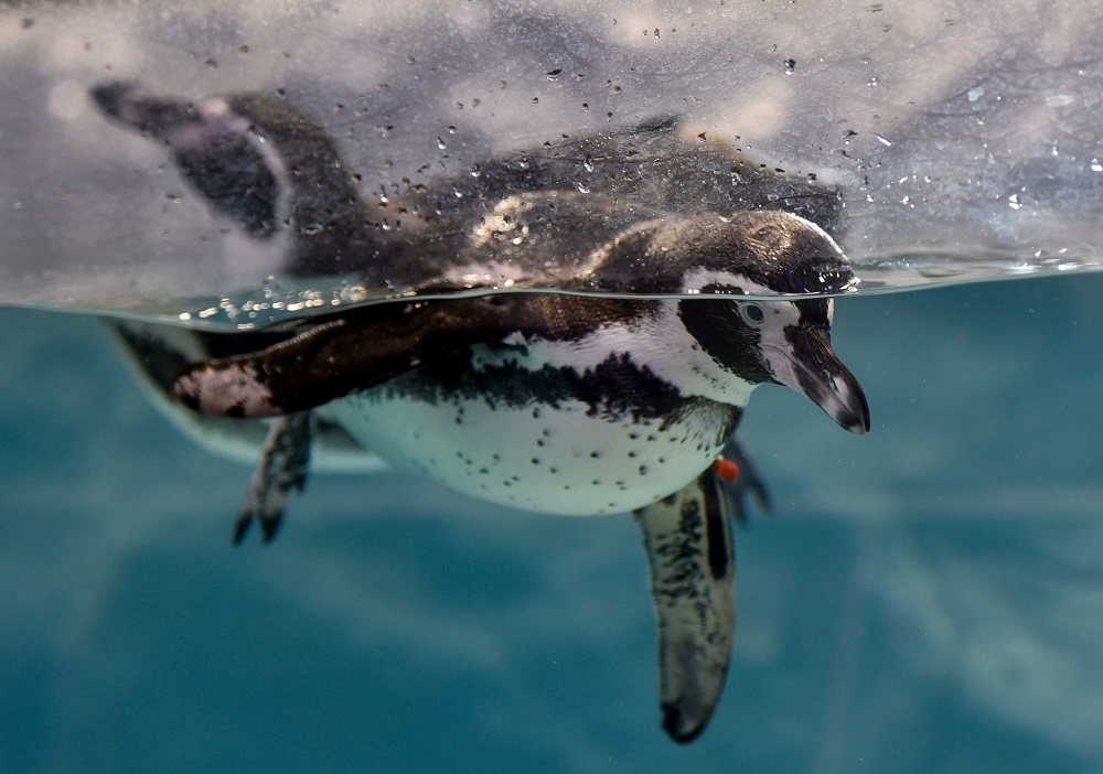 'Horrific' penguin massacre after sneaks