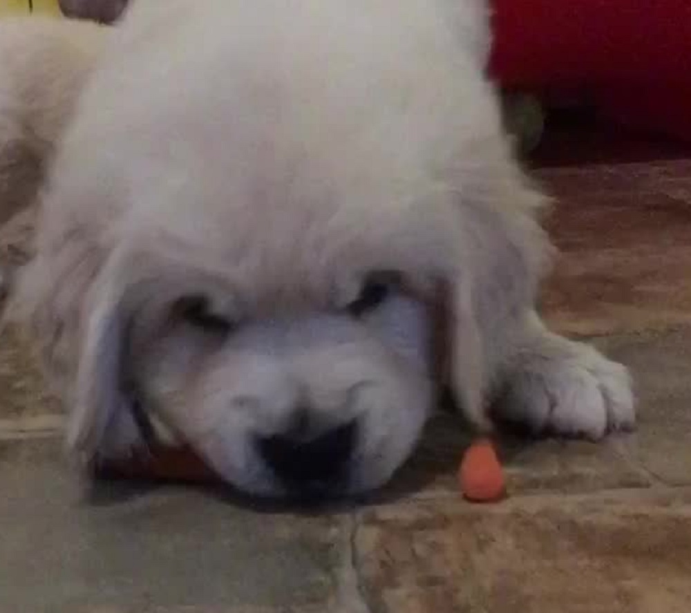 Puppy tries baby carrot, gives