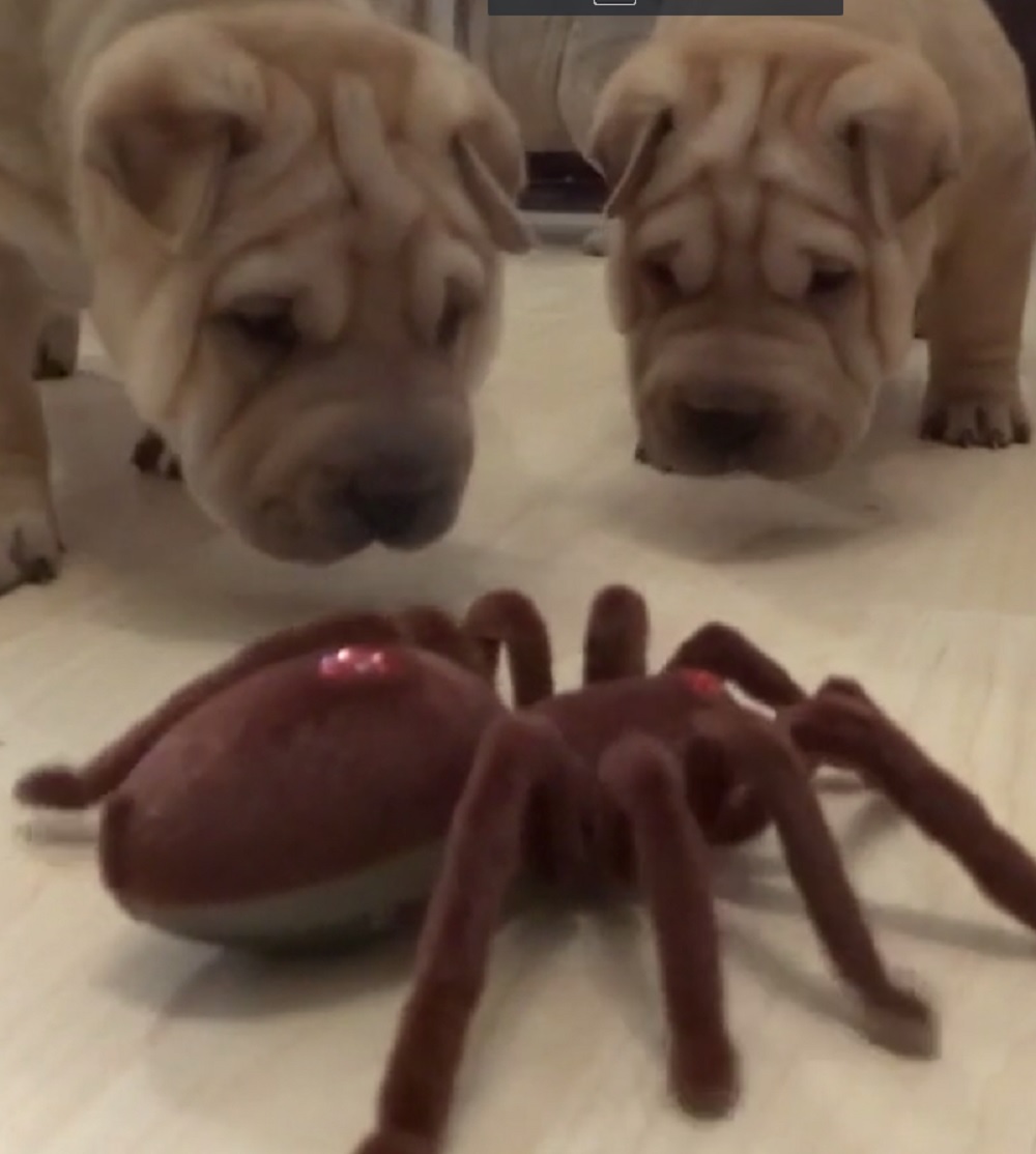 Shar puppies take robot spider