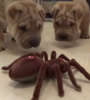 Shar puppies take robot spider