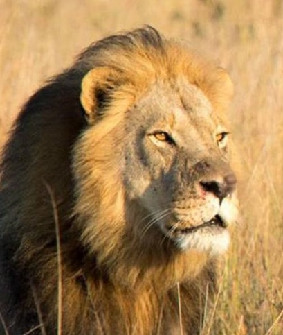 Cecil lion's Xanda shot dead