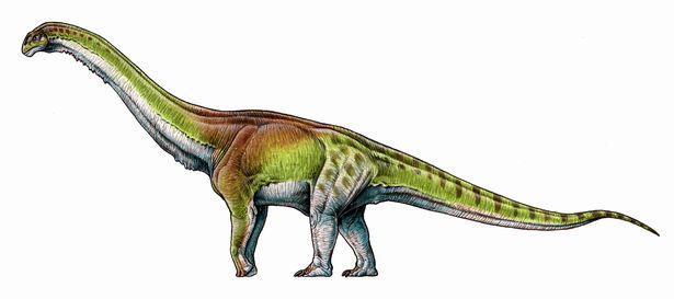 World’s largest known dinosaur found