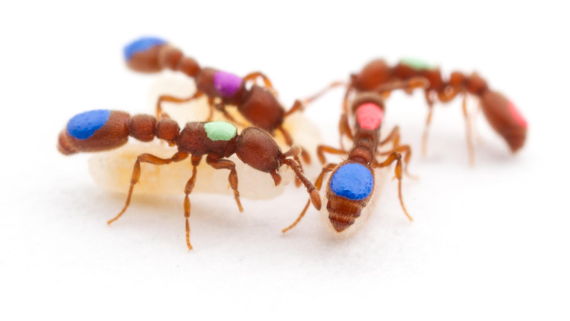 Scientists create first mutant ants