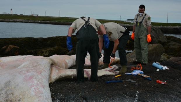 'Unprecedented:' Another right whale carcass