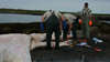 'Unprecedented:' Another right whale carcass