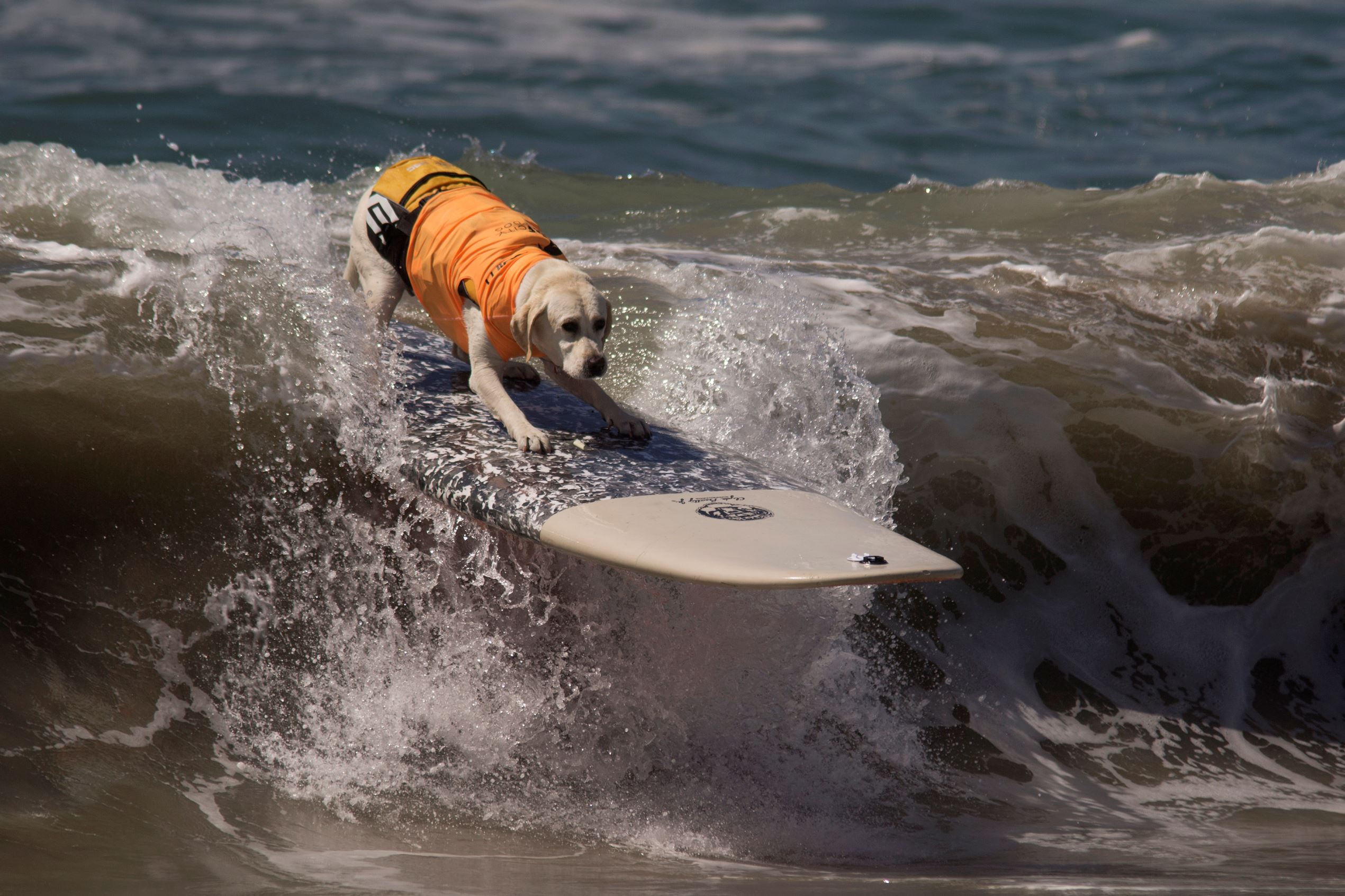 Californie, Championnat monde surf pour
