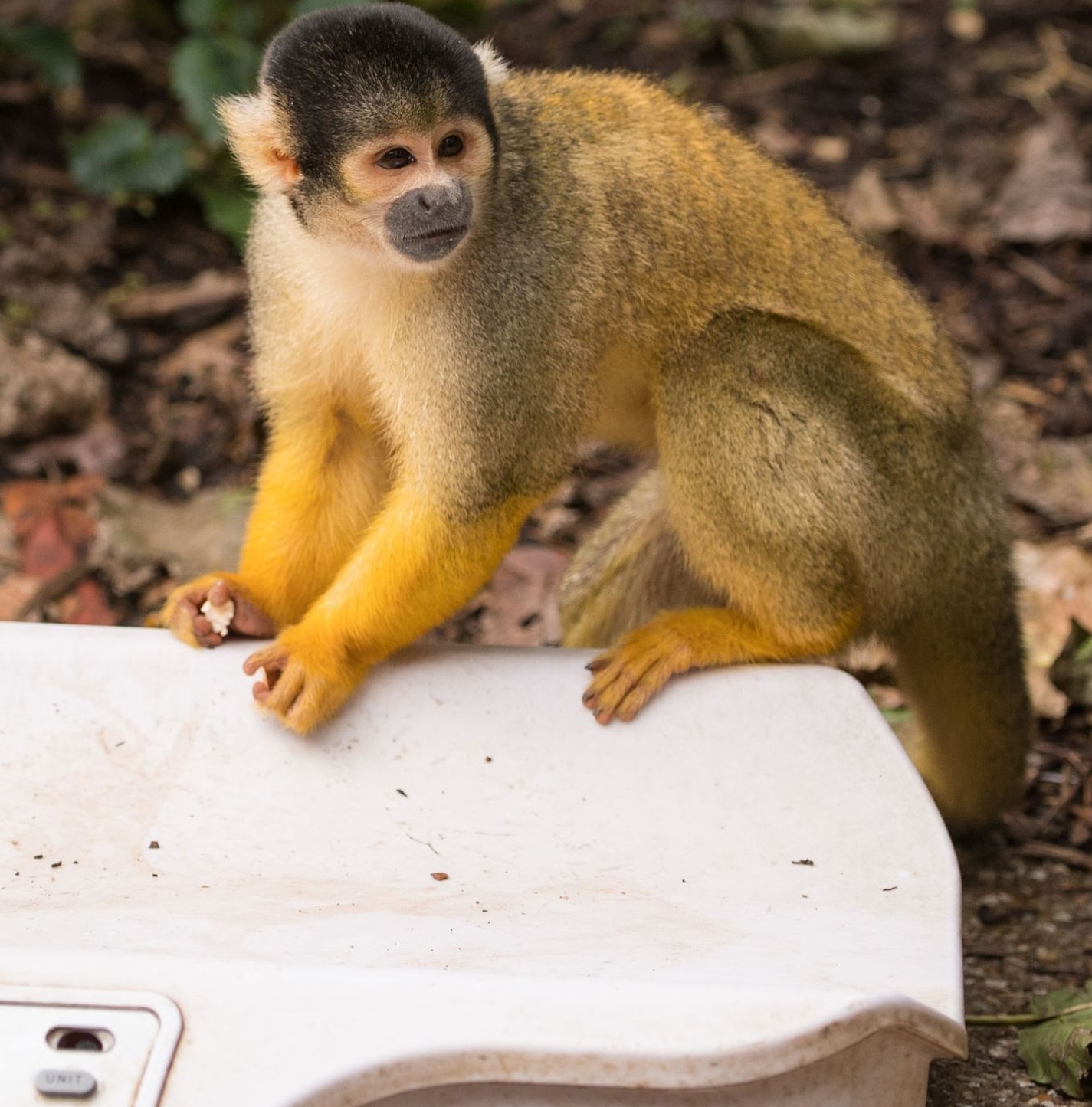 London Zoo’s annual weigh-in begins