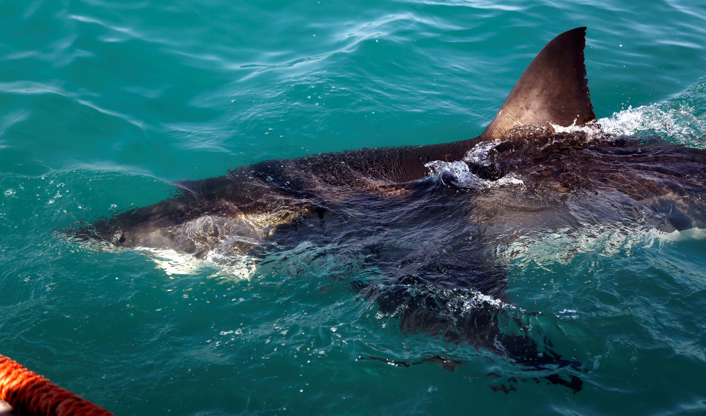 Shark-detecting drones patrol Australia beaches