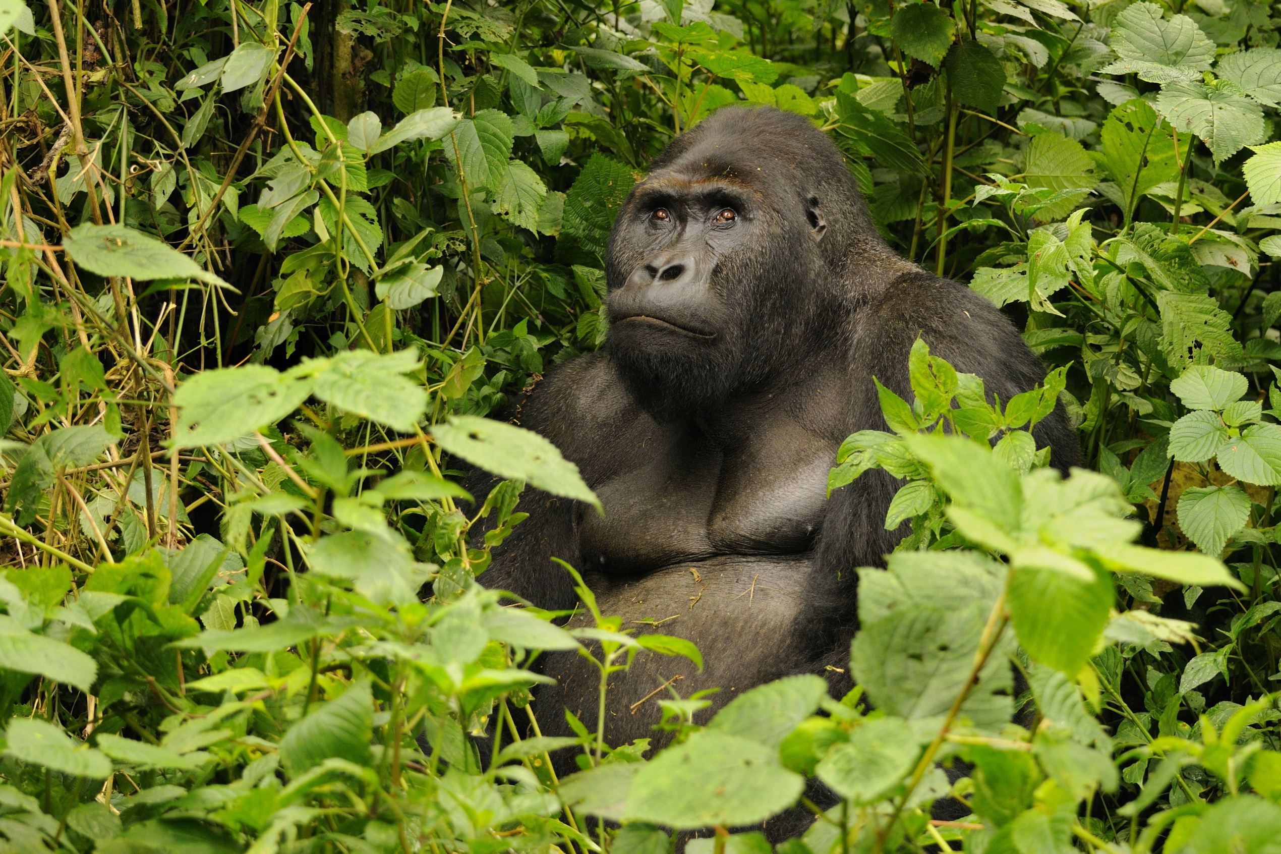 World's most endangered primates