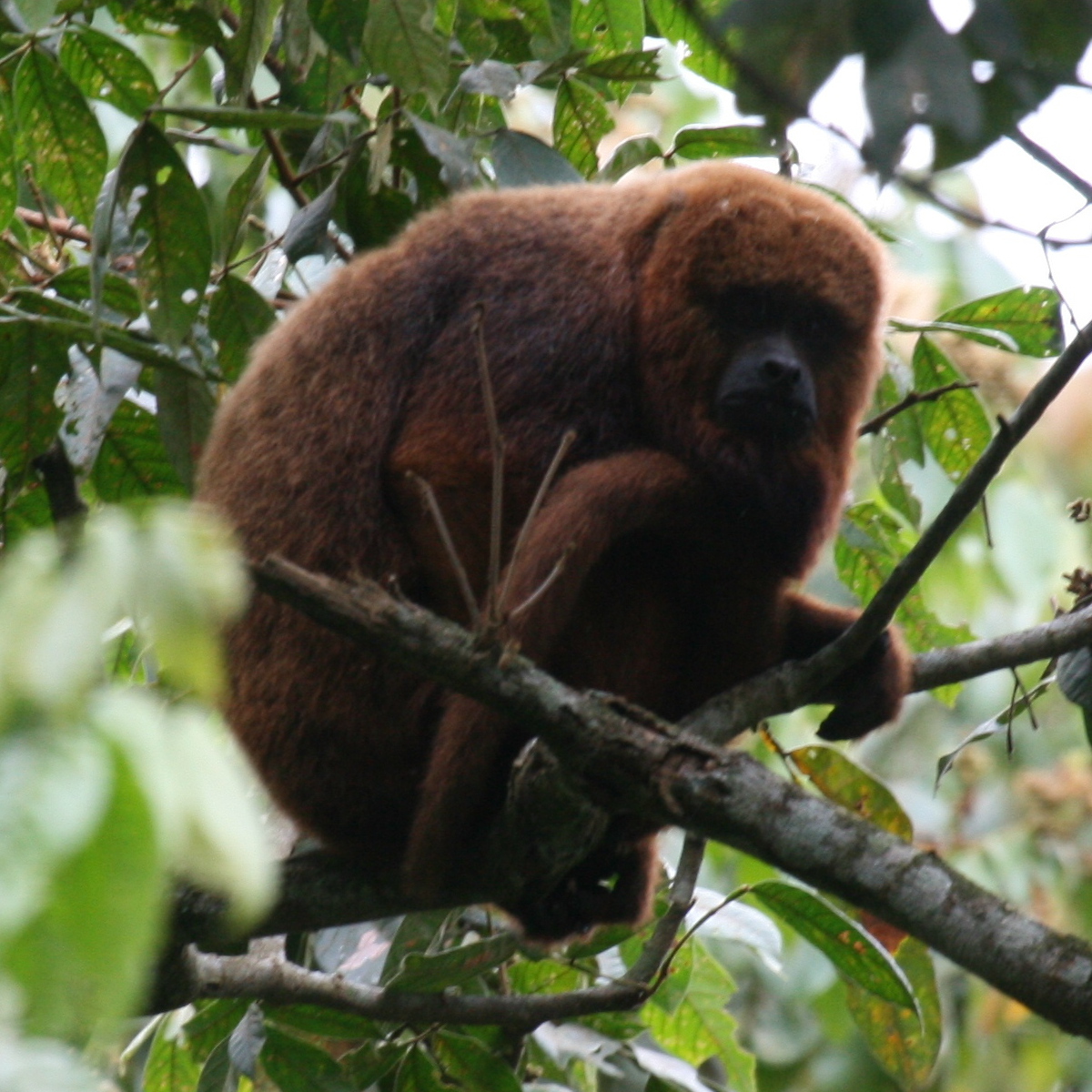 World's most endangered primates