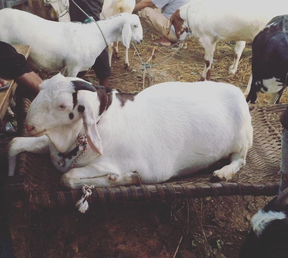 Meet Raja goat refuses step