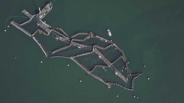 Lummi Nation remove 20,000 Atlantic