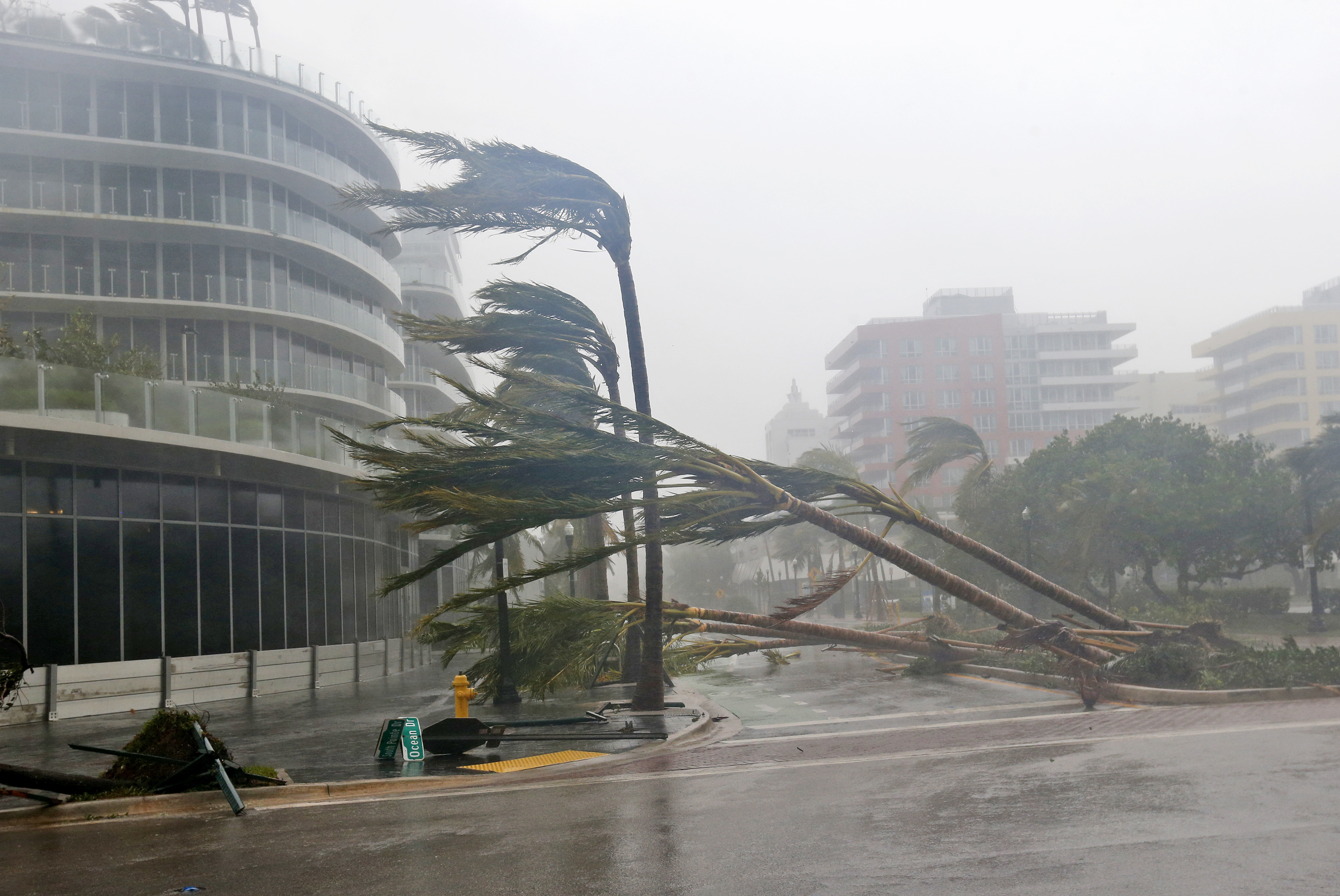 Recently planted palm trees lie strewn across the road as Hurricane Irma passes by on Sept. 10, 2017, in Miami Beach, Fla.