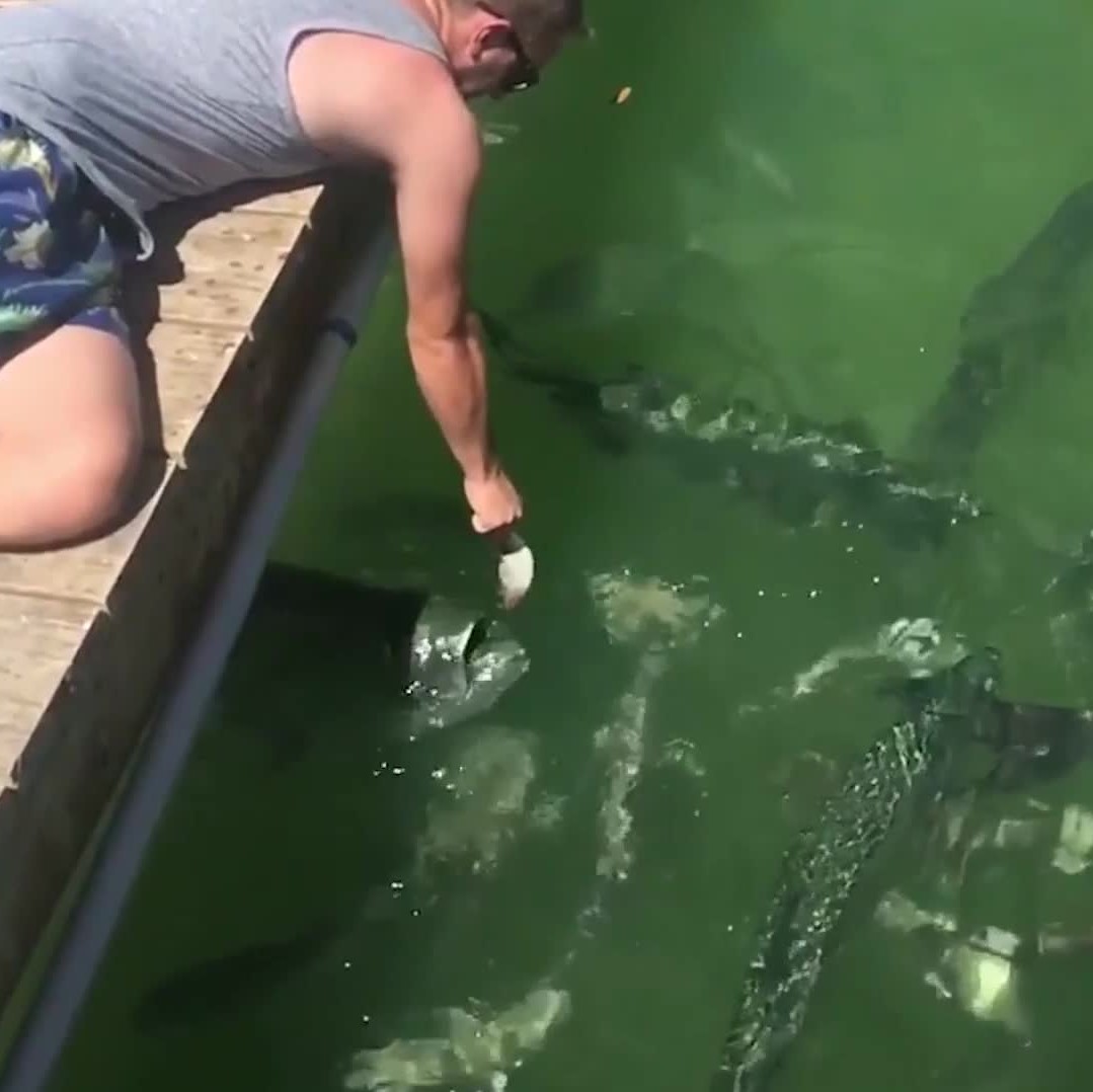Huge fish nearly gobbles man's