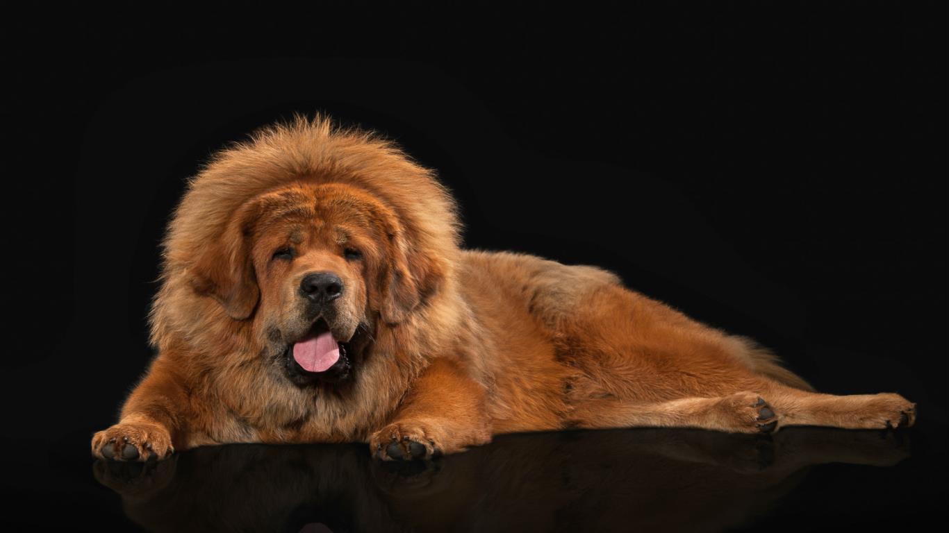 World's most expensive breeds