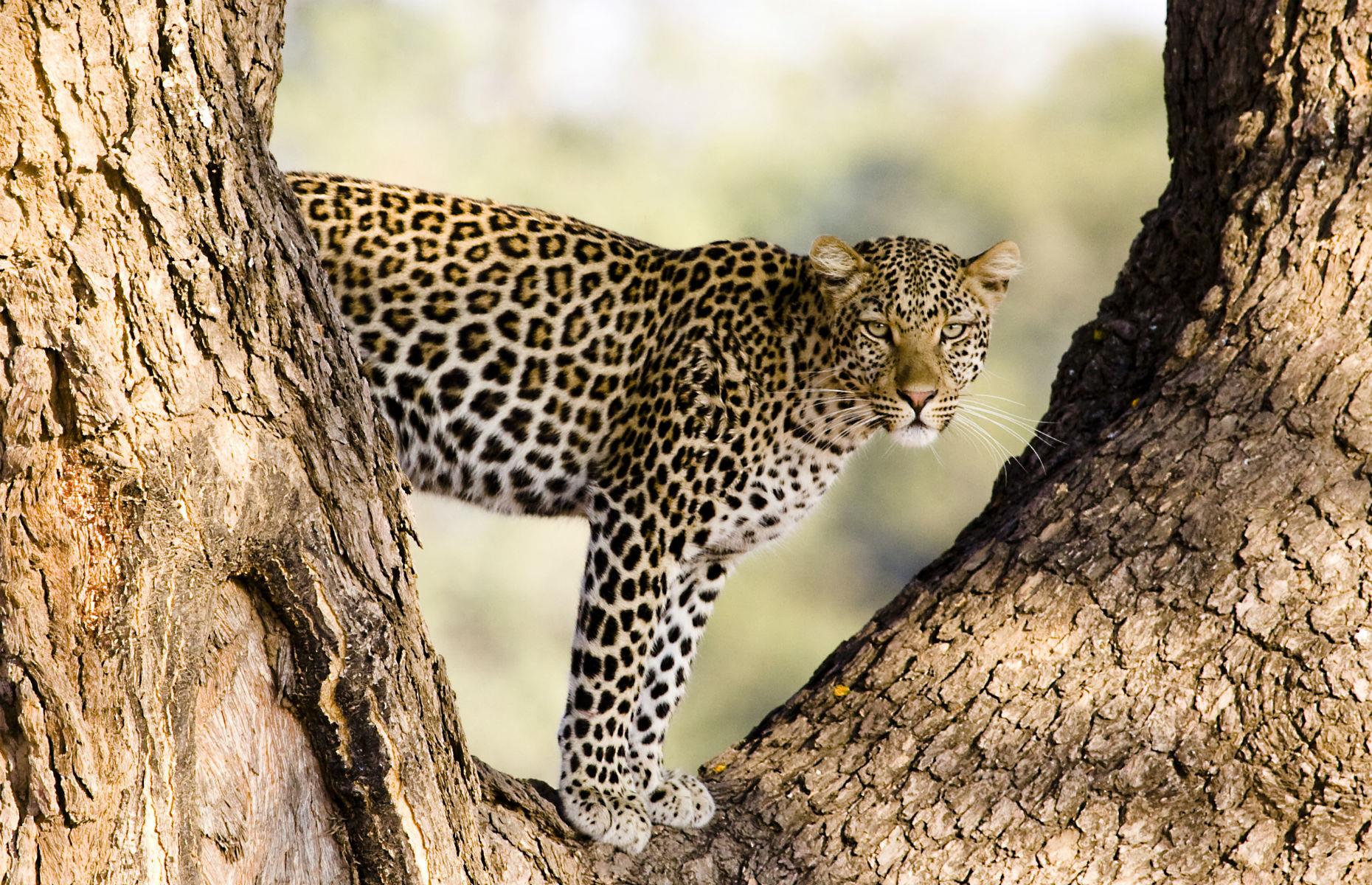 Catch these incredible wildlife experiences
