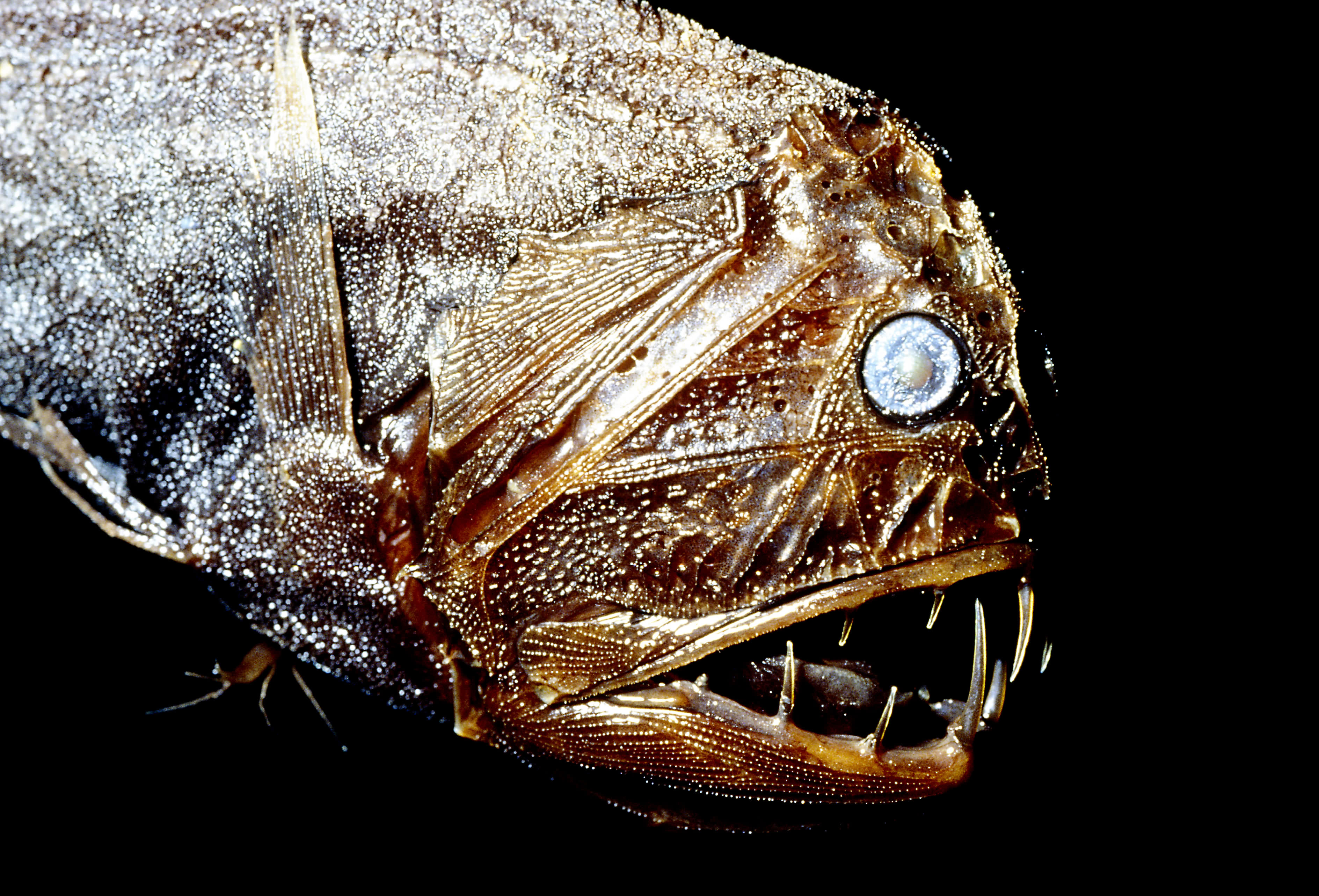 Extreme living: Animals harshest environments