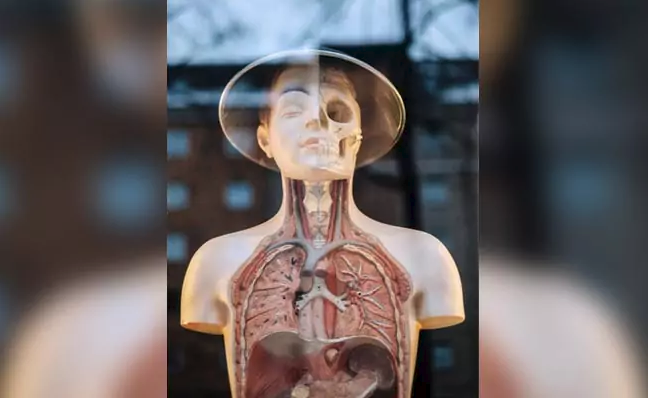 Scientists just discovered human organ