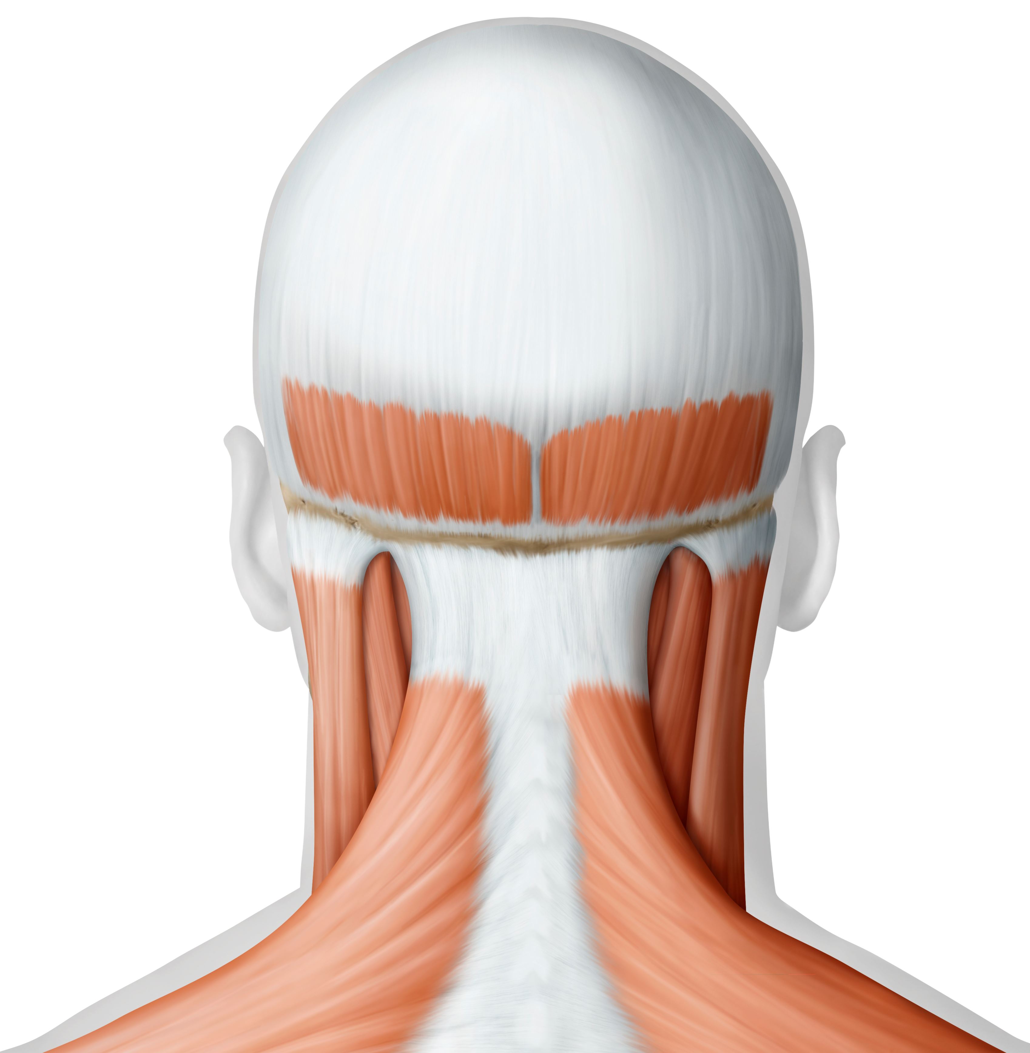 Muscle of the head and neck posterior view, The image shows a posterior view of the muscles of the head and neck. (Photo by: QAI Publishing/UIG via Getty Images)
