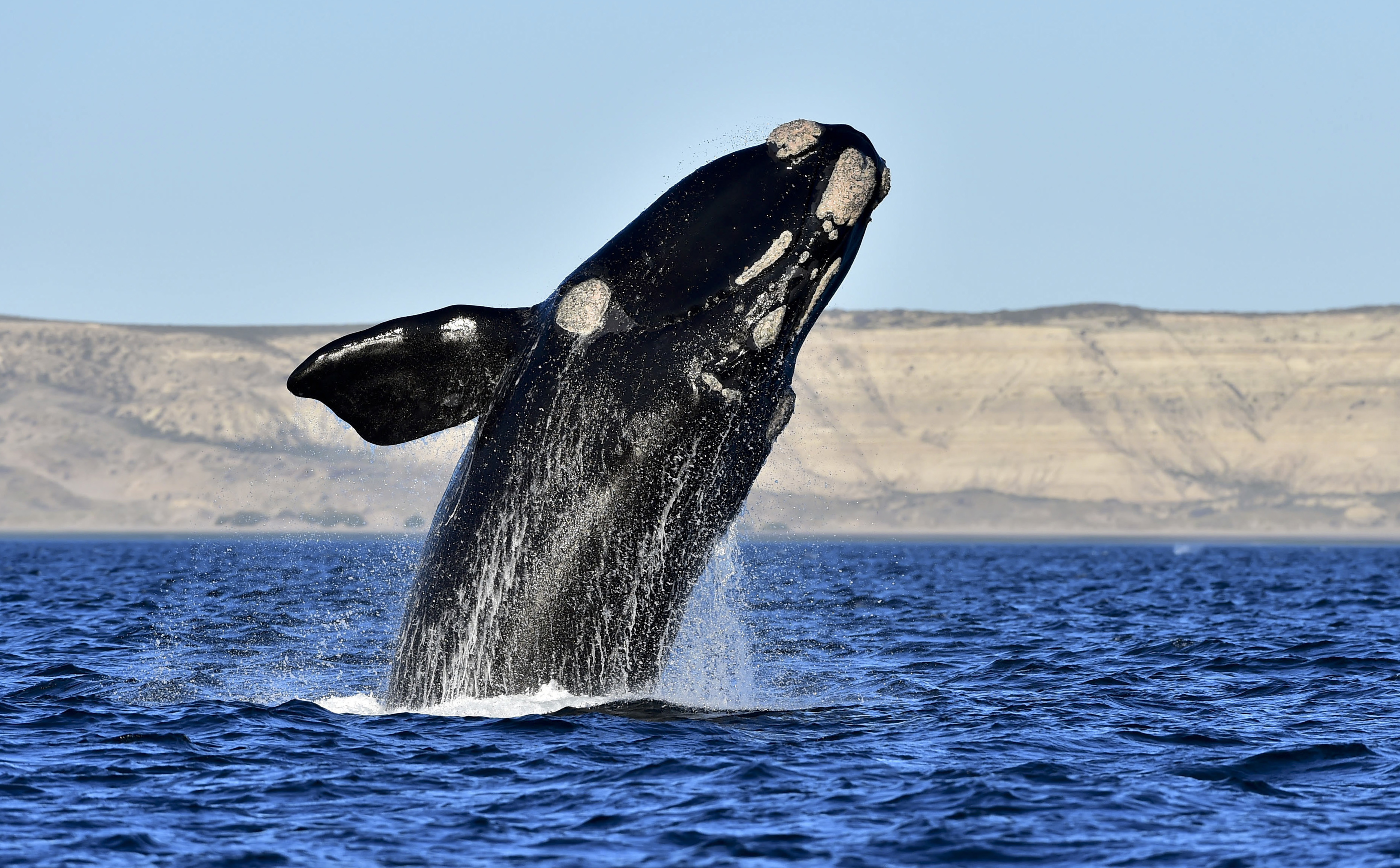 whales have ballooned size over