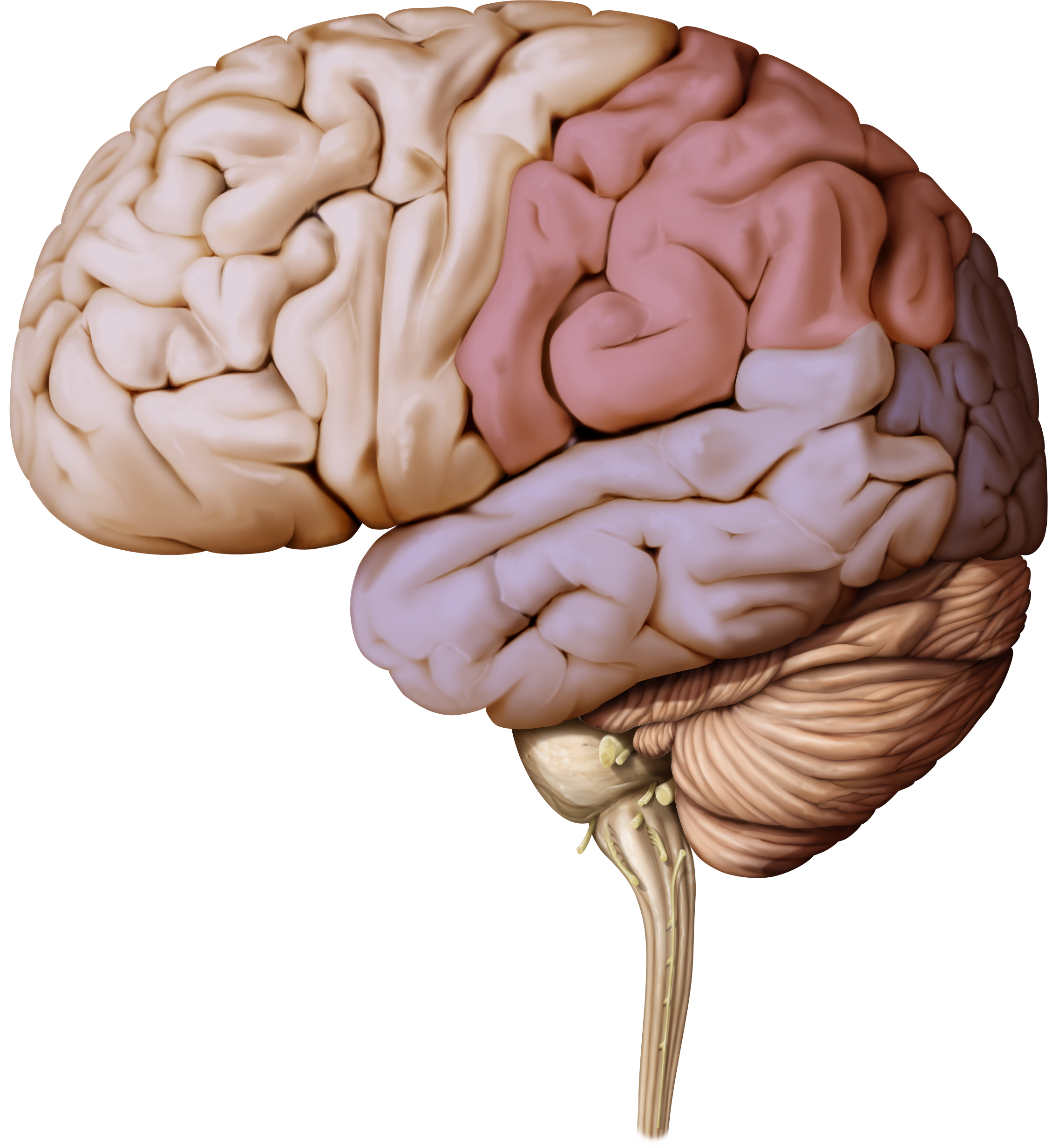 Brain health: your desk damaging