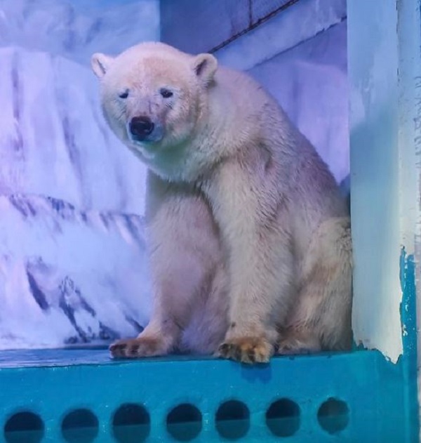 â€˜Worldâ€™s saddest polar bearâ€™ longer
