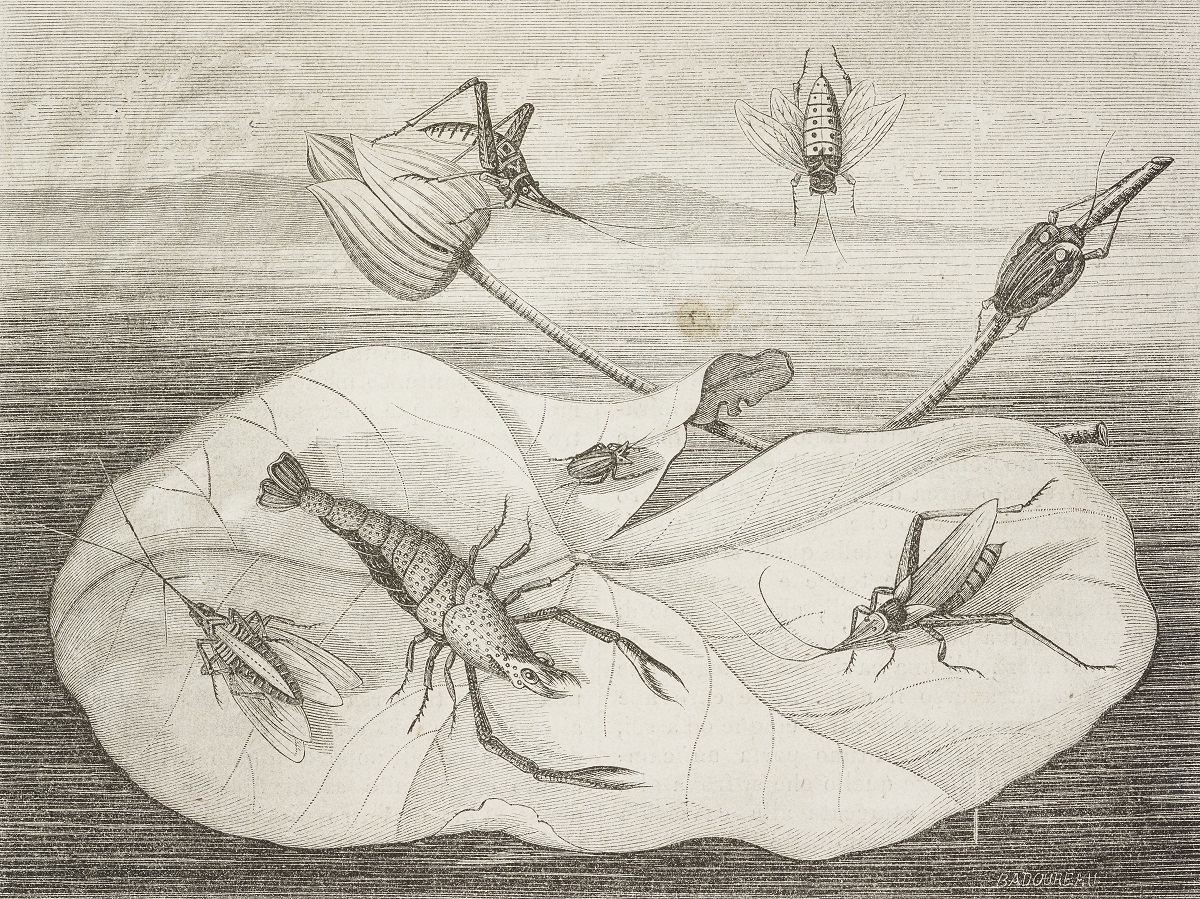 Fossil study challenges theories animal