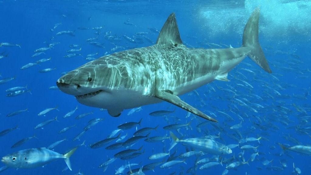 great white sharks congregating Pacific