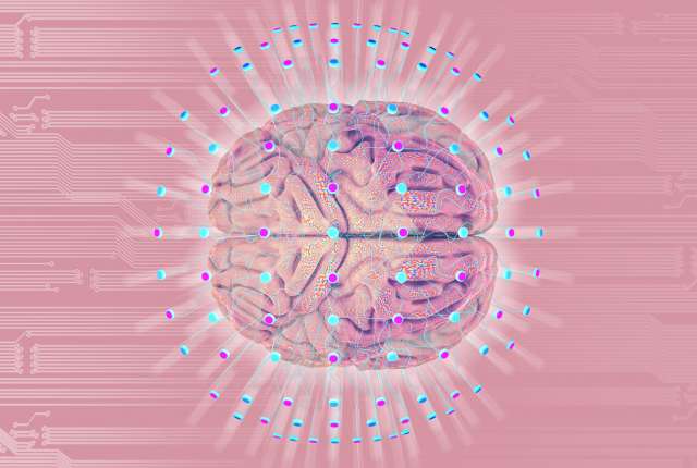 brains big? Scientists have possible