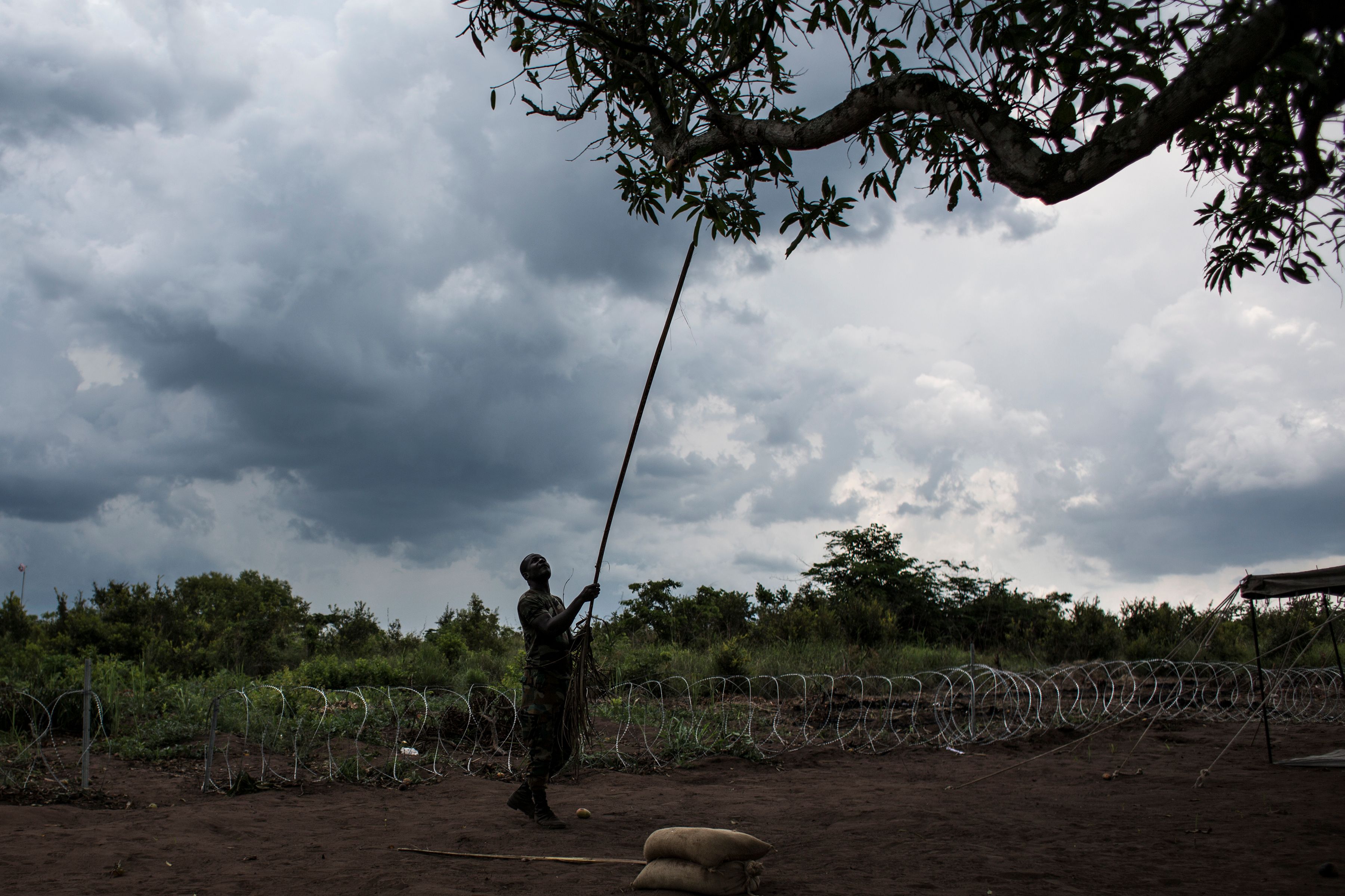 Meet people live mango trees
