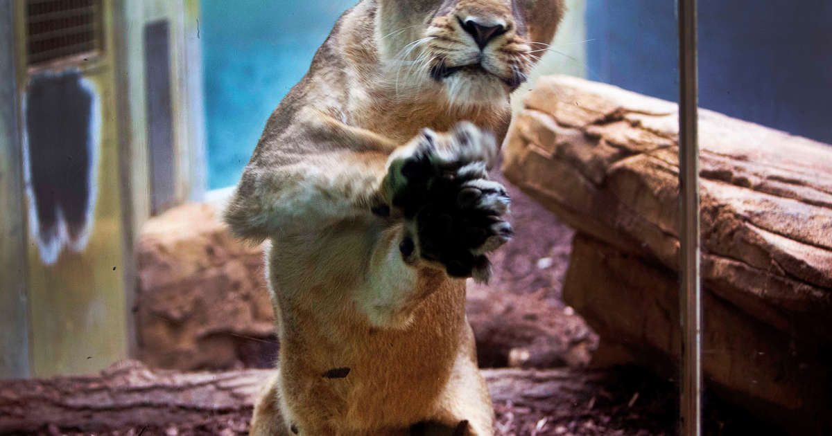Lions, tigers, jaguar on the loose at German zoo; bear shot