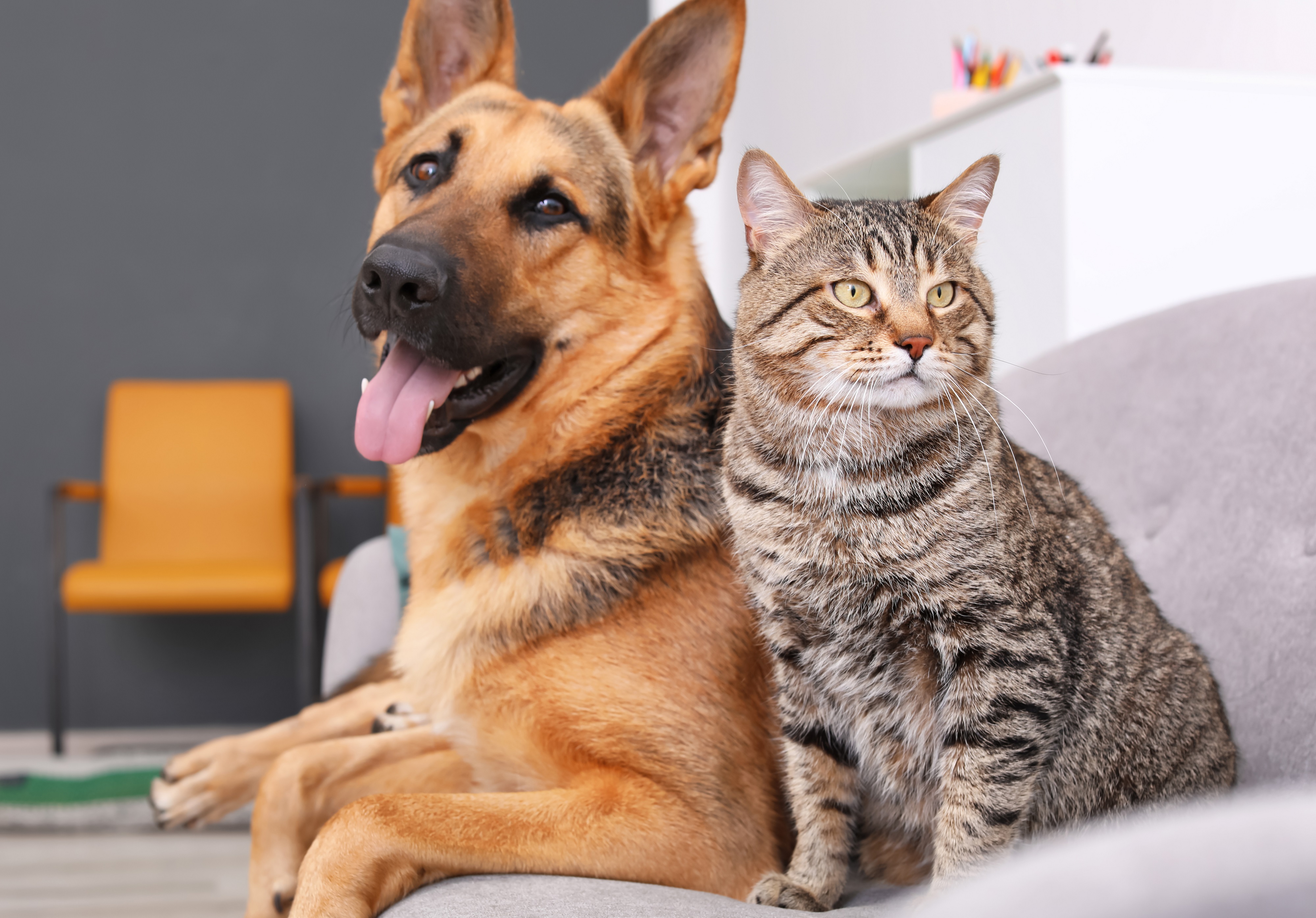 The four design mistakes pet owners make (and how to fix them)