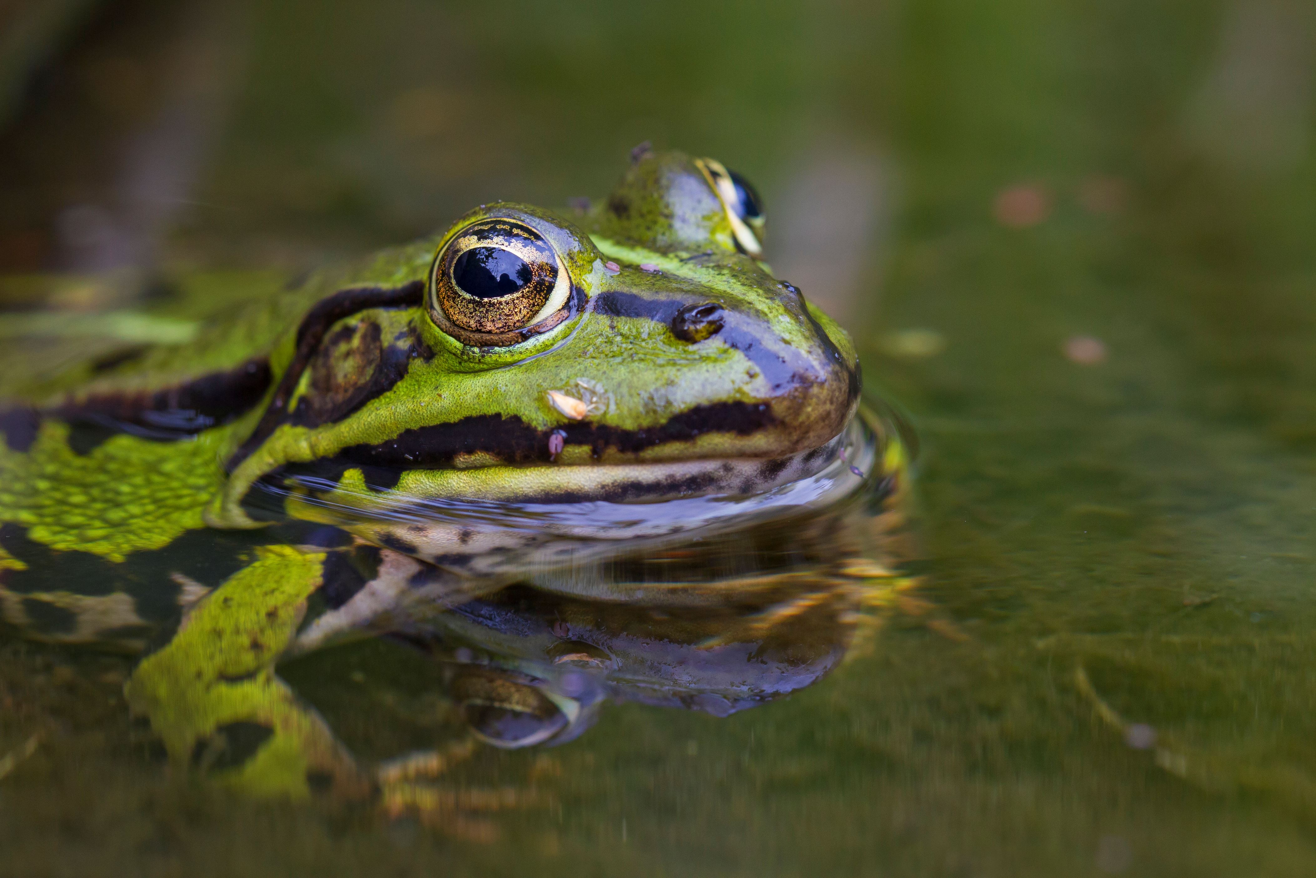 Minister organises frog wedding 'appease