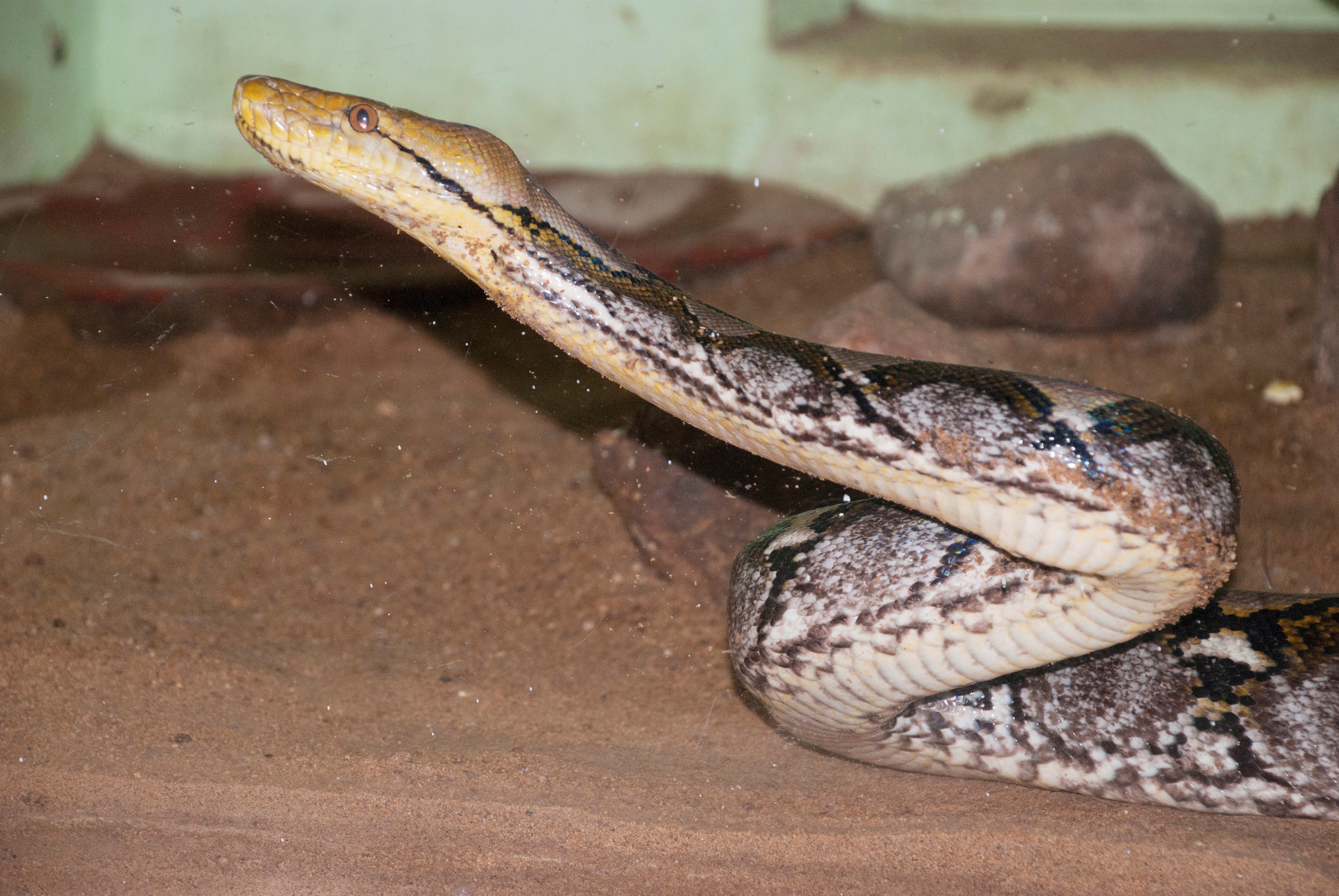 Venomous snake rescued from hospital