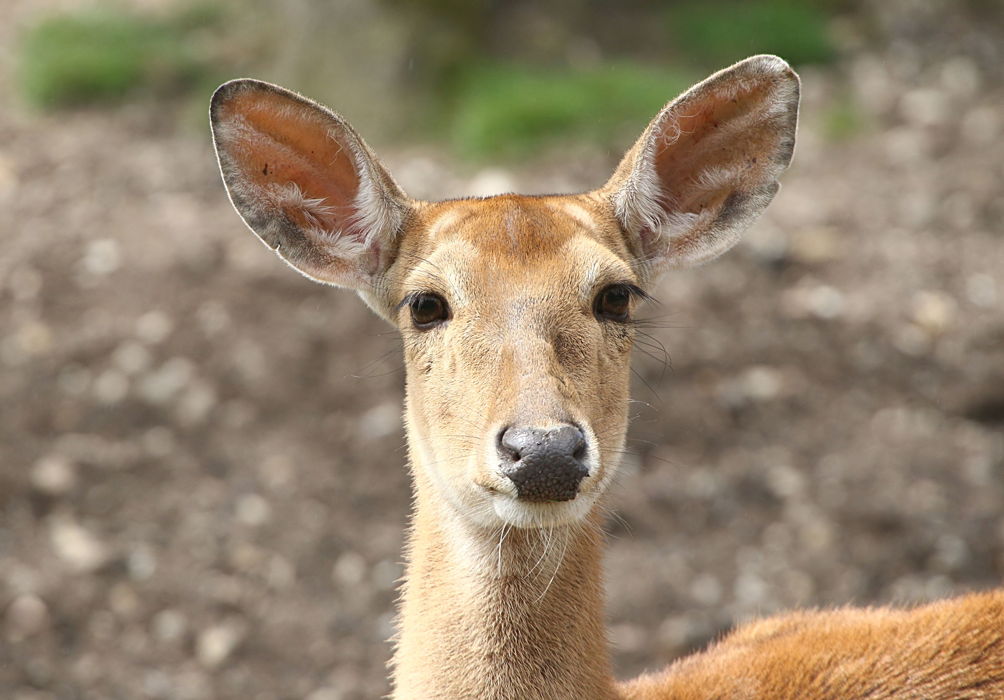 ניסה להבריח את הצבי - וזה מה שקרה