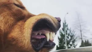 a close up of a dog sticking his head in his mouth