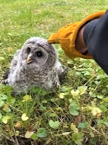 男子草叢發現超可愛貓頭鷹孤兒 一段友誼就此展開