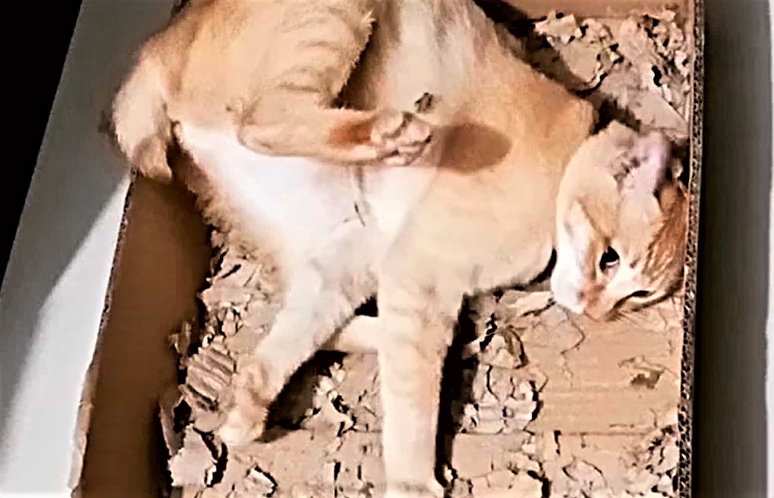 貓星人的內心難以理解 玩紙碎都可以high爆