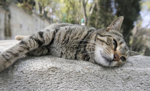 ISTANBUL, TURKEY - APRIL 26: A stray cat lays itself down at empty Pierre Loti Hill on the 4th and last day of restrictions in 31 provinces as a measure against the coronavirus (COVID-19) pandemic in Istanbul, Turkey on April 26, 2020. (Photo by Erhan Elaldi/Anadolu Agency via Getty Images)