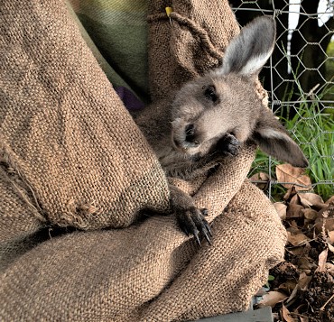 ROBERTSON, AUSTRALIA - JANUARY 29: A young male kangaroo, orphaned a year before, sleeps in a "pouch" at the Native Wildlife Rescue center on January 29, 2020 in Robertson, Australia. The center usually keeps orphaned kangaroos for 1 1/2 years before releasing them into the wild. (Photo by John Moore/Getty Images)