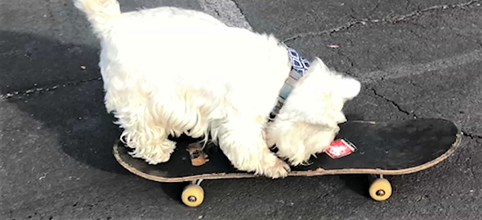 以為狗狗係滑板初哥 睇到最後原來係高手！