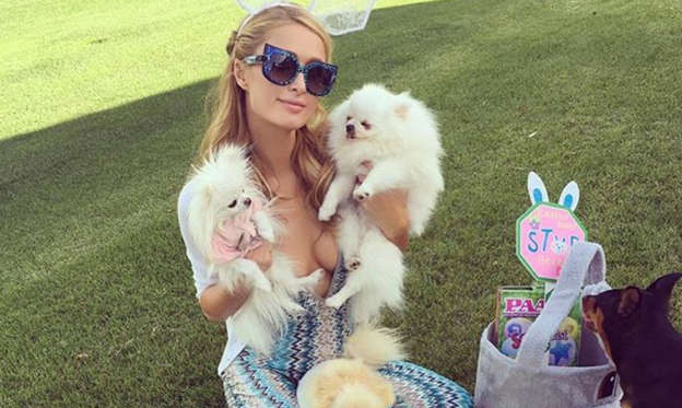 Slide 1 of 23: Celebrities are just as obsessed with their pets as everyone else — so much so that some have even created social media accounts for their animals, which have gained some pretty big followings. Paris Hilton has an entire Instagram dedicated to all of her “fur kids” called Hilton Pets. The special account is where the businesswoman has shared an abundance of footage of her various pets, including Hilton’s many dogs. The Simple Life alum is such a dedicated dog mom, that she has ensured that they can live their most luxurious lives possible. “My dogs live in this two-story doggy mansion that has air conditioning, heating, designer furniture and a chandelier,” she tweeted in 2017. “Loves it.” Hilton also created a TikTok page for her adorable animals in July 2020.       21 Holiday Gifts for People Who Love Their Pets More Than Other People    Read article   Amanda Seyfried launched an Instagram for her rescue dog, Finn, in November 2015. In the pup’s debut post, he was dressed in a coat with a faux fur trim on the hood and seemingly took a phone call. The funny clip was set to “Hello” by Adele.   The Mamma Mia! star’s love for her own dog has led to her becoming an animal activist. “The amazing connection I share with Finn has made me appreciate being present and to not take any moment you have with the people and animals you love for granted,” she told E! News in 2016. “Our special bond initiated my passion to work with Best Friends Animal Society to ensure we find forever homes for as many homeless and shelter animals as possible, and to have them experience the same joy I feel with Finn.” Olivia Culpo, meanwhile, never anticipated becoming a doggy mom. However, she went on to adopt her puppy, Oliver Sprinkles Culpo McCaffrey, in July 2020 amid the coronavirus pandemic. Upon welcoming her new pet home, she launched an official Instagram page for the golden doodle. “2019: I’m not a dog person,” the model wrote via Instagram in September 2020. “2020: leaves dogsitter a list that includes a mandatory ‘potty time’ song, instruction on how to hand massage his kibble and a note in his lunch box doused in my favorite perfume incase he misses mommy.” Scroll down to check out all the celebrity pet accounts you need to be following right now!