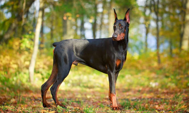 Dia 2 van 37: Net als de Ram staan deze honden bekend als dapper, zelfverzekerd en sterk. Bovendien zijn dobermanns uitstekende waakhonden.