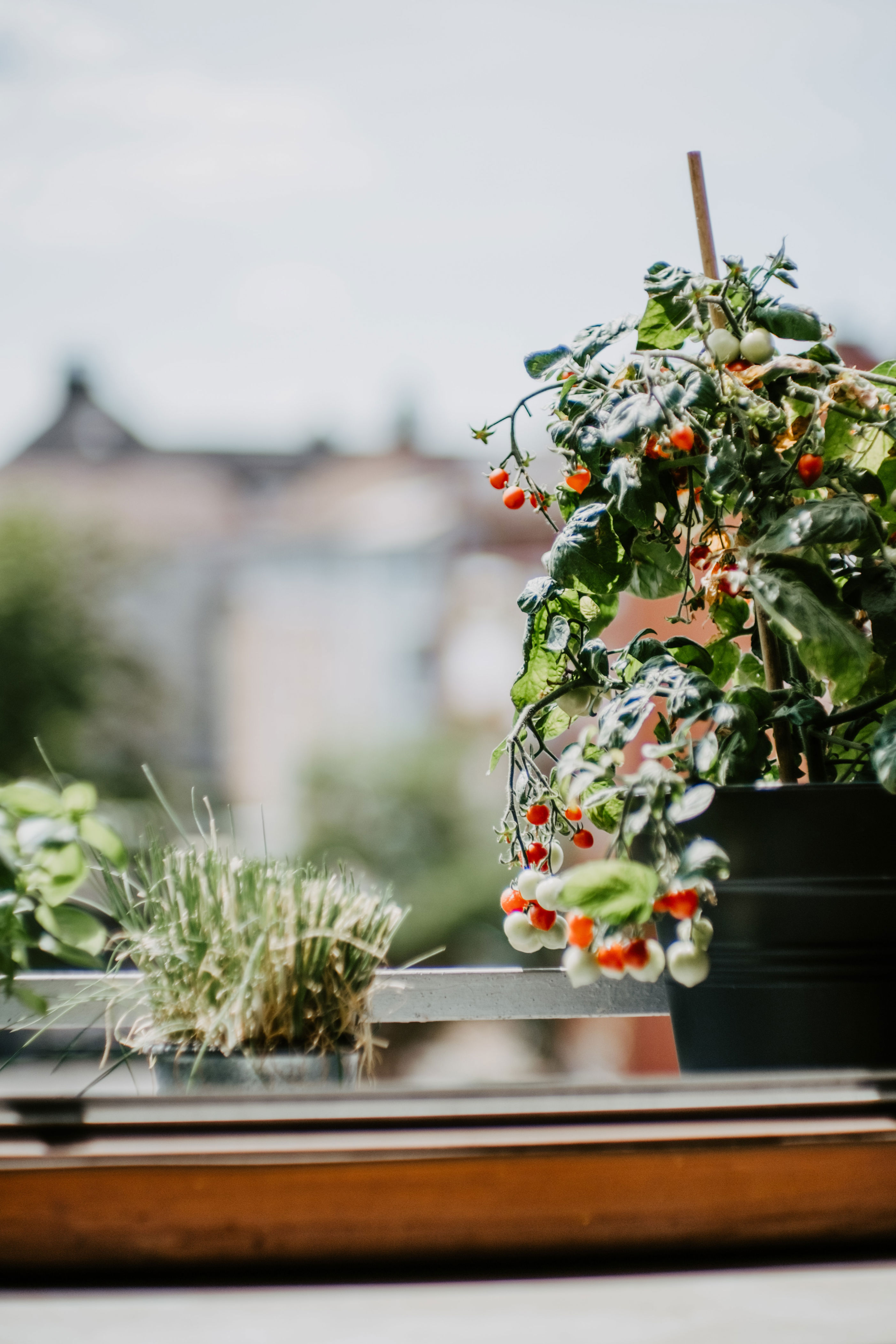 Quand Et Comment Planter Des Tomates Notre Guide Complet