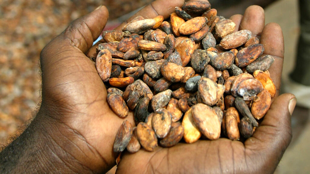 Côte d Ivoire le prix bord champ du kilo de cacao fixé à 1500 francs CFA