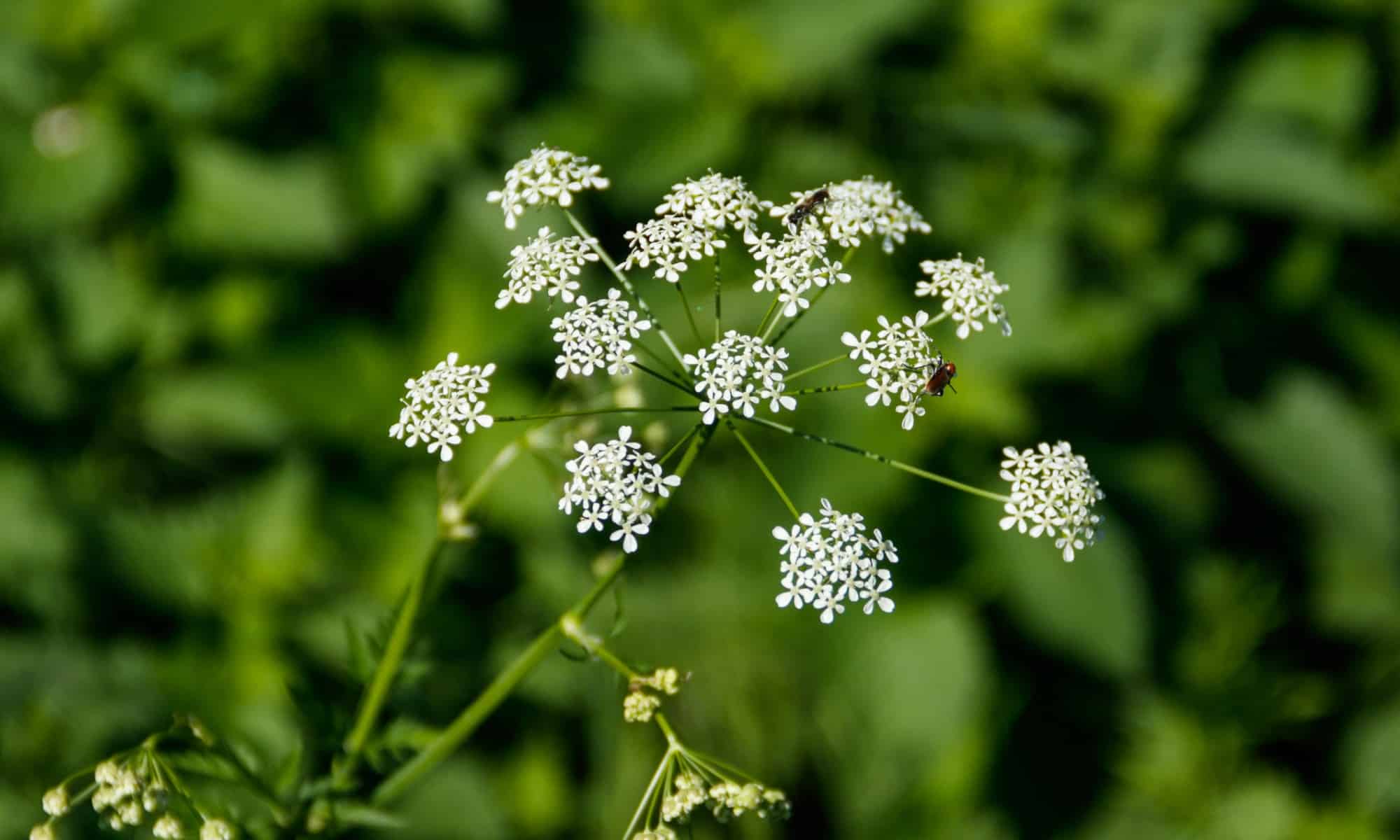 The Most Dangerous Plants In The United States